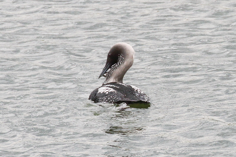 シロエリオオハム 成鳥・夏羽(11態-6) 淀川左岸枚方 2019/05/14 Photo by Manda シロエリオオハム 成鳥・夏羽(11態-6) 淀川左岸枚方 2019/05/14 Photo by Manda