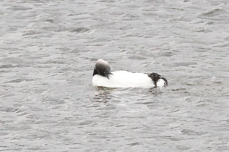 シロエリオオハム 成鳥・夏羽(11態-7) 淀川左岸枚方 2019/05/14 Photo by Manda シロエリオオハム 成鳥・夏羽(11態-7) 淀川左岸枚方 2019/05/14 Photo by Manda