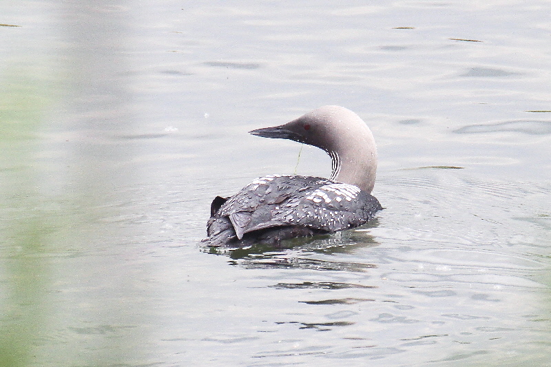 シロエリオオハム 成鳥・夏羽(11態-8) 淀川左岸枚方 2019/05/14 Photo by Manda シロエリオオハム 成鳥・夏羽(11態-8) 淀川左岸枚方 2019/05/14 Photo by Manda