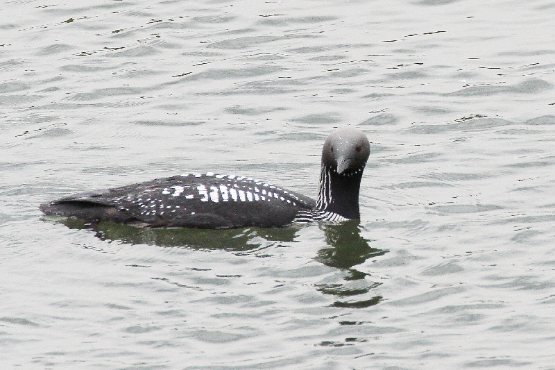 シロエリオオハム 成鳥・夏羽(11態-9) 淀川左岸枚方 2019/05/14 Photo by Manda シロエリオオハム 成鳥・夏羽(11態-9) 淀川左岸枚方 2019/05/14 Photo by Manda