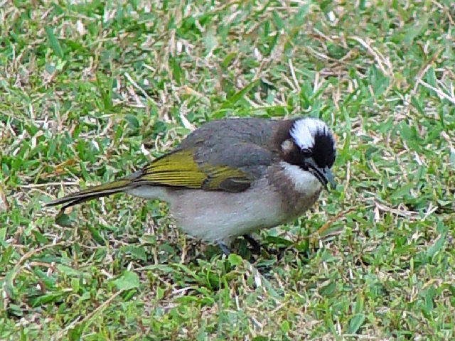 D VKV@@~H@ꌧ@2009/01/24@Photo by Kohyuh