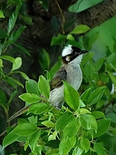 @ VKV@ꌧ@ 2006/07/23@Photo by Mitchao