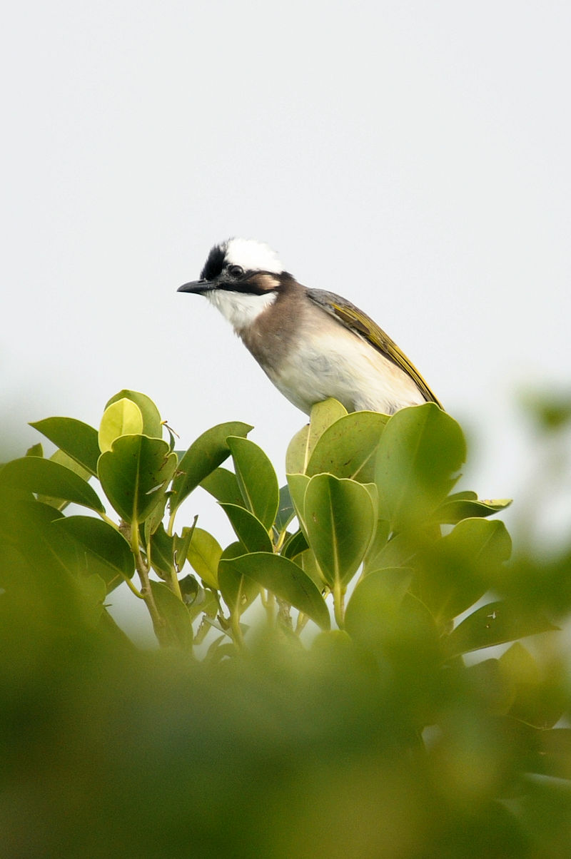 シロガシラ　沖縄美ら海水族館　Okinawa Churaumi Aquarium, Okinawa Japan　2022/12/06　Photo by Kohyuh