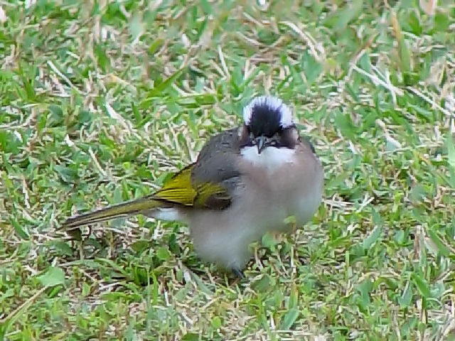 E VKV@@~H@ꌧ@2009/01/24@Photo by Kohyuh