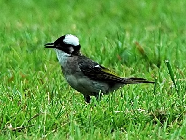 A VKV@ꌧ@ 2006/07/23@Photo by Mitchao