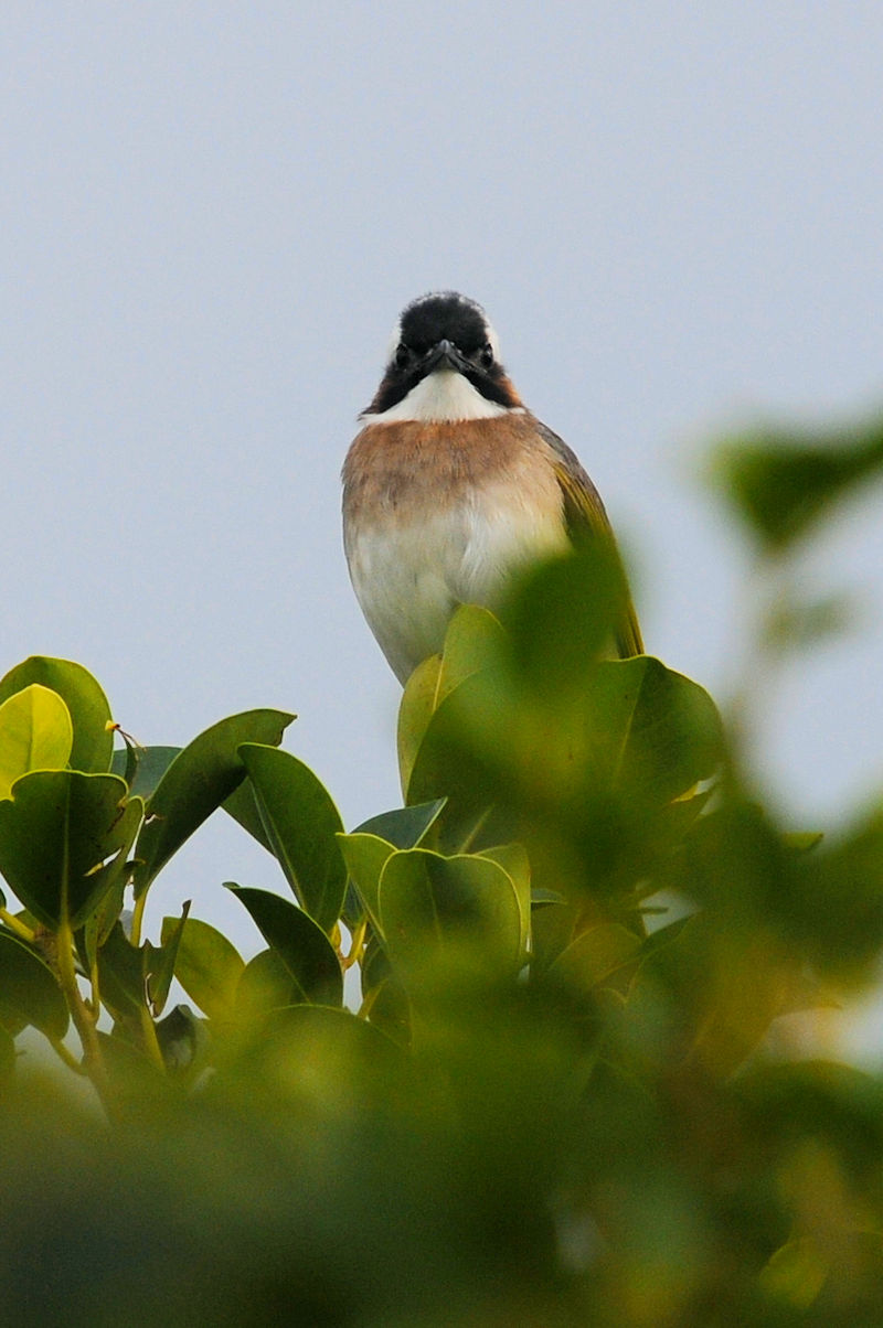 シロガシラ　沖縄美ら海水族館　Okinawa Churaumi Aquarium, Okinawa Japan　2022/12/06　Photo by Kohyuh