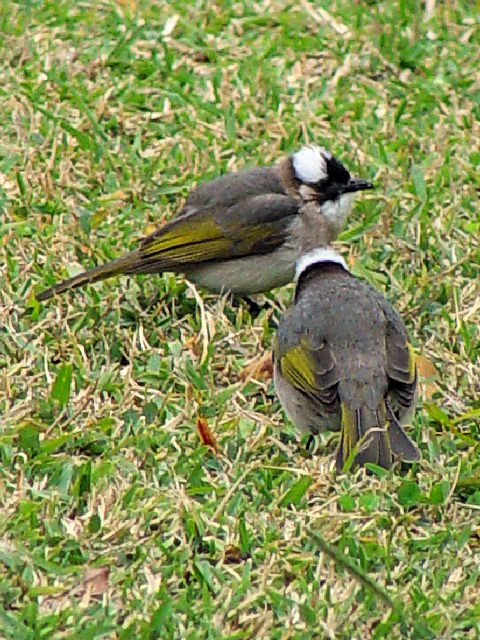 F VKV@@~H@ꌧ@2009/01/24@Photo by Kohyuh