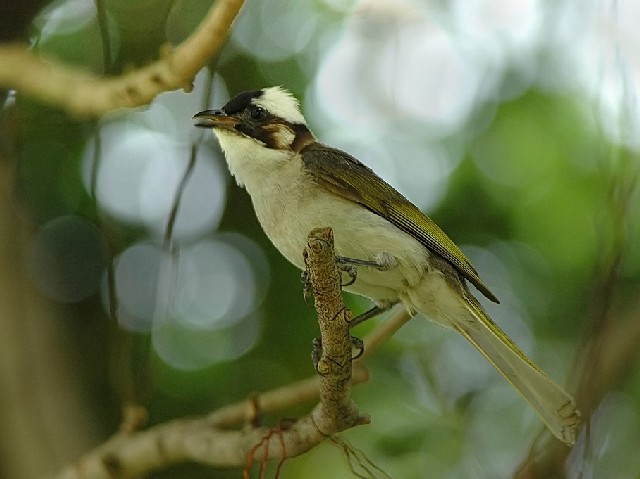 B VKV@ꌧ@ 2006/07/23@Photo by Mitchao