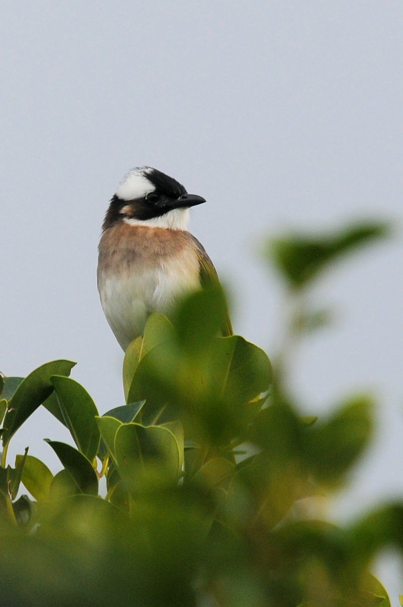 シロガシラ　沖縄美ら海水族館　Okinawa Churaumi Aquarium, Okinawa Japan　2022/12/06　Photo by Kohyuh