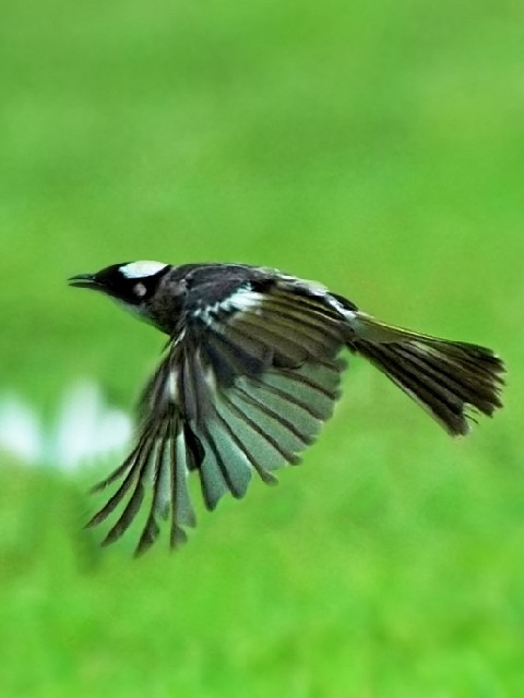 C VKV@ꌧ@ 2006/07/23@Photo by Mitchao