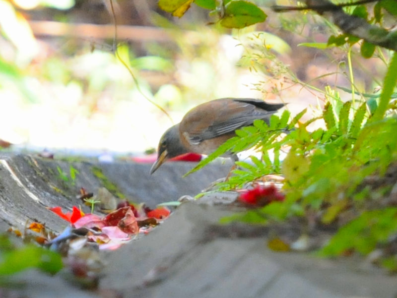 VniQԁj@Xь@ꌧ@2023/02/06@Photo by Kohyuh