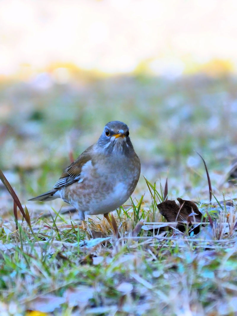 Vn@iR-1j  痢 cs 2013/01/24@Photo by Kohyuh