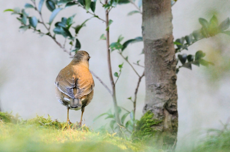 Vn@@iQ-2j@ԓ뉀@s@2018/01/11@Photo by Kohyuh