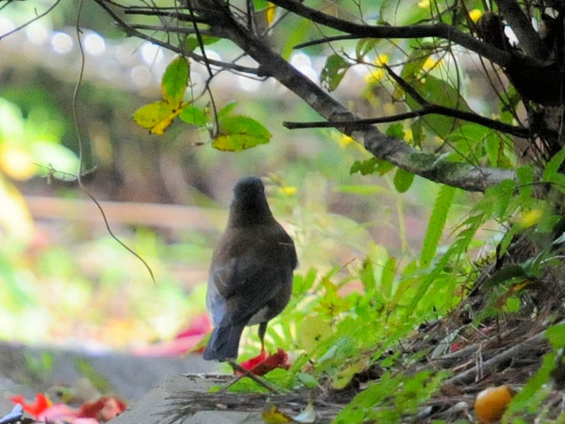 VniQԁj@Xь@ꌧ@2023/02/06@Photo by Kohyuh