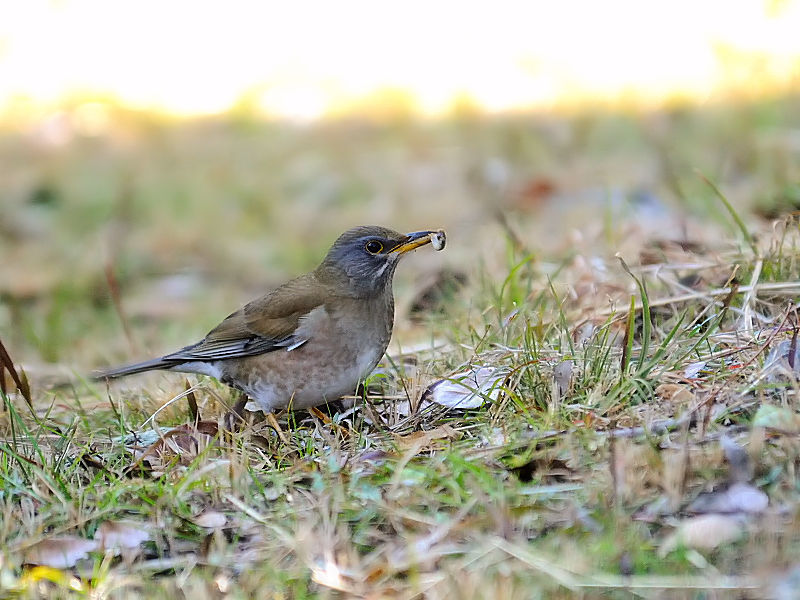 Vn@iR-2j  痢 cs 2013/01/24@Photo by Kohyuh