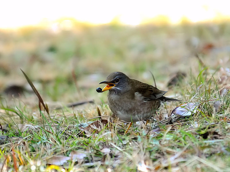 Vn@iR-3j  痢 cs 2013/01/24@Photo by Kohyuh