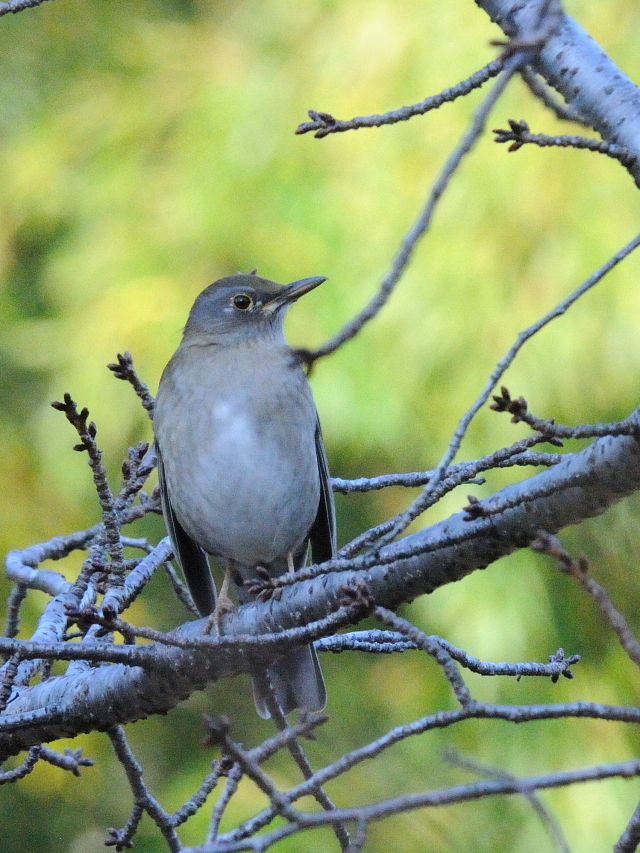 Vn@@Rcr@s@2016/12/18@Photo by Kohyuh