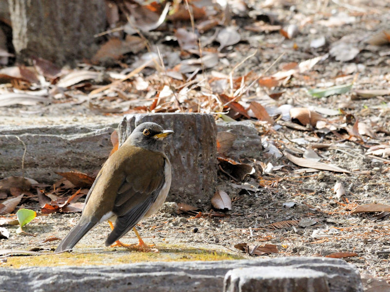 Vn@@ԔLOߌΒn@s@2018/01/07@Photo by Kohyuh