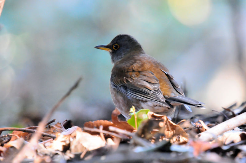 Vn@@jR@s@2022/02/12@Photo by Kohyuh