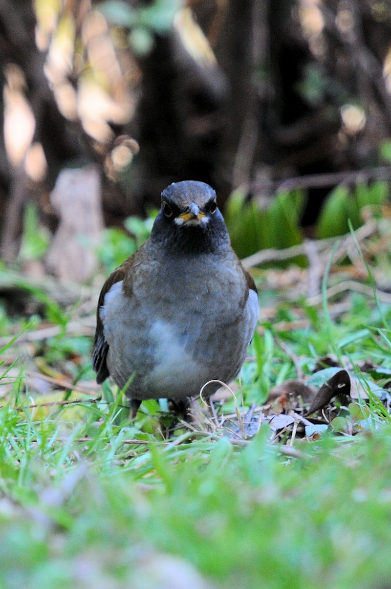 Vn @Rcr@s@2022/03/16@Photo by Kohyuh