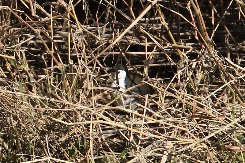 VnNCiiT-1j@@썶݁@s@2017/11/24@Photo by Manda@iʐ^񋟁F@ݓcj