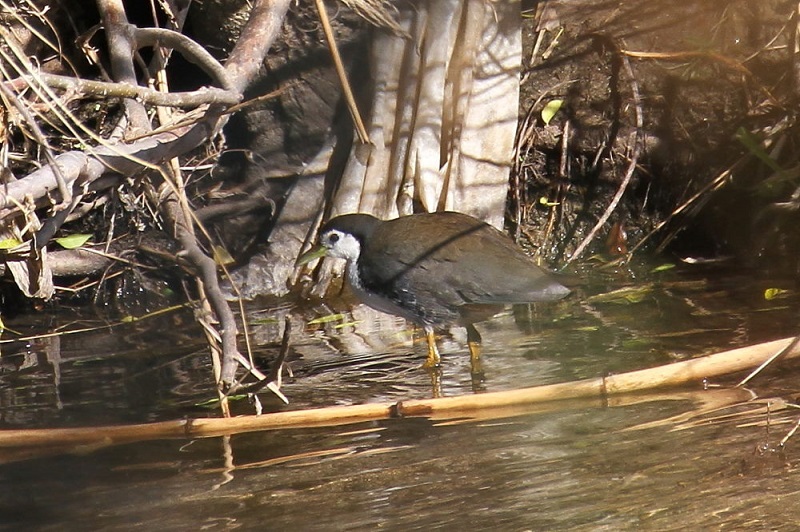 VnNCiiT-2j@@썶݁@s@2017/11/24@Photo by Manda@iʐ^񋟁F@ݓcj