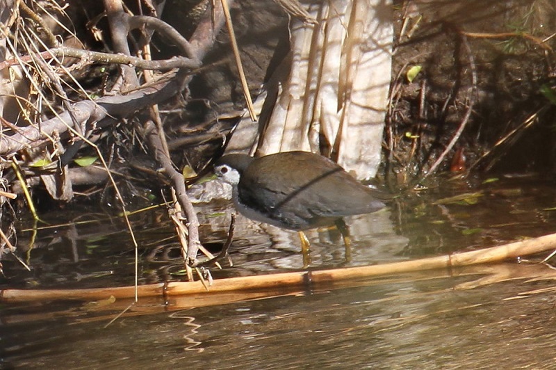 VnNCiiT-3j@@썶݁@s@2017/11/24@Photo by Manda@iʐ^񋟁F@ݓcj