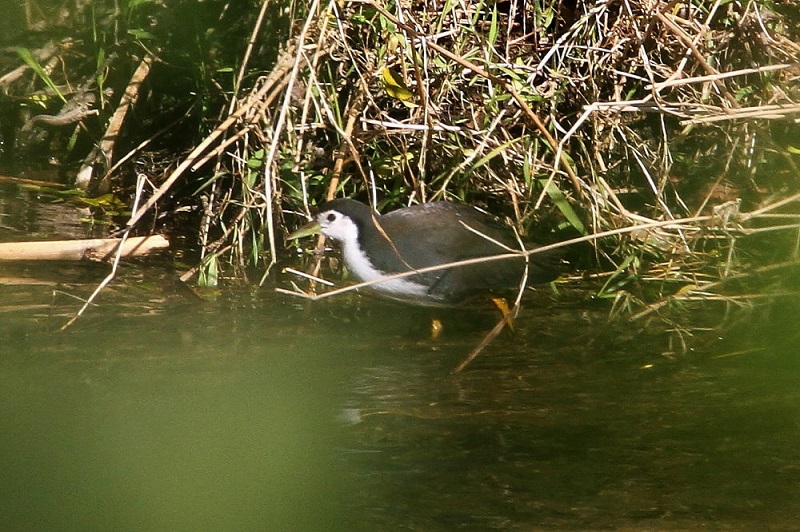 VnNCiiT-4j@@썶݁@s@2017/11/24@Photo by Manda@iʐ^񋟁F@ݓcj