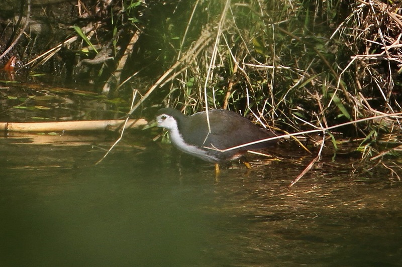 VnNCiiT-5j@@썶݁@s@2017/11/24@Photo by Manda@iʐ^񋟁F@ݓcj