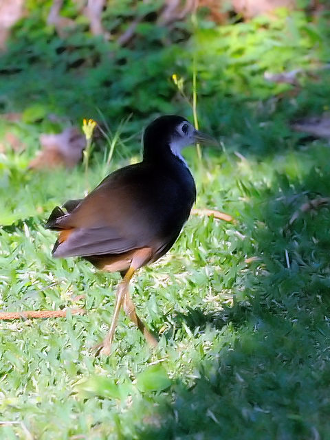 A VnNCi@@Ί_@ꌧ@2011/01/23@Photo by Kohyuh