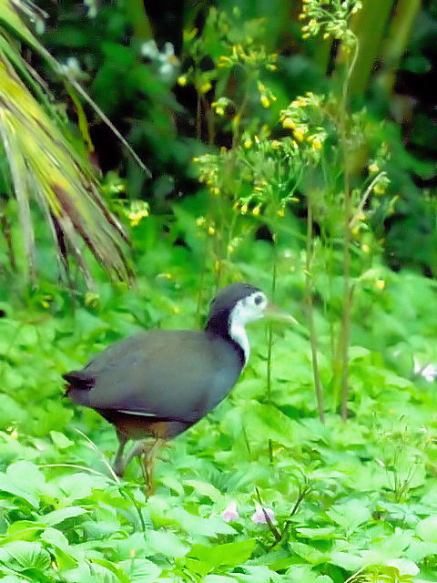 @ VnNCi@@Ί_@ꌧ@2011/01/26@Photo by Kohyuh