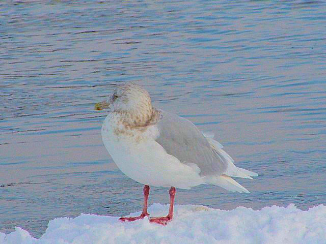 @ VJ@ᒹ @@΁@ԑ@ 2008/02/05@Photo by Kohyuh