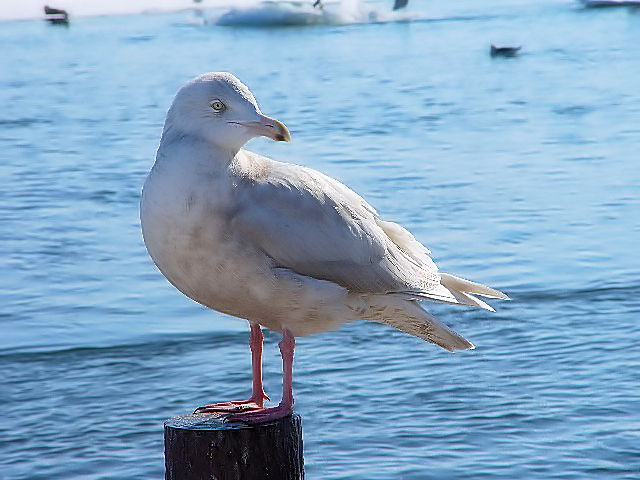 A VJ@ᒹ @@΁@ԑ@ 2008/02/06@Photo by Kohyuh