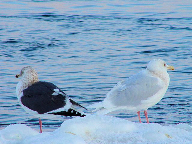 B iEj "VJ"@@@΁@ԑ@ 2008/02/05@Photo by Kohyuh