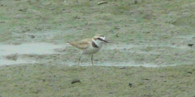 B V`h @ĉH@ s@썶݁@2008/04/11 Photo by Takase