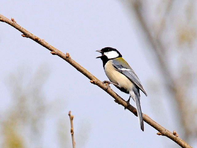 C VWEJ @@s@썶݁@2010/03/22@Photo by Kohyuh