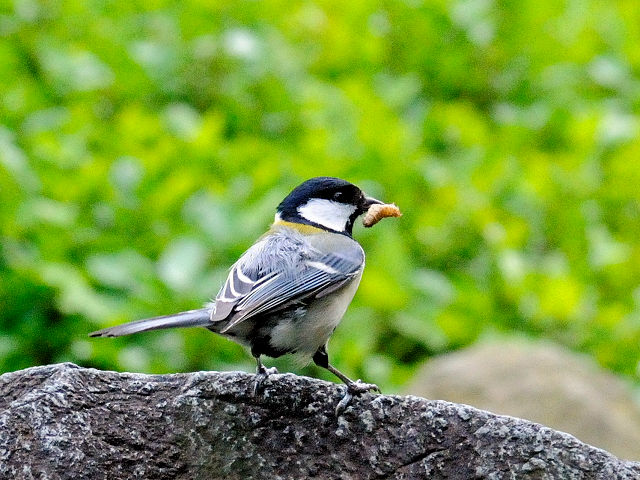 F VWEJ@@s@Rcr@2010/04/21@Photo by Kohyuh