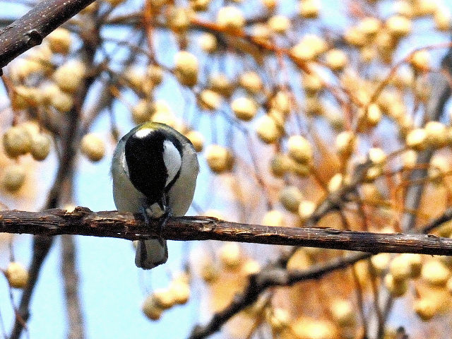 Photo-20140316@VWEJ@@썶݁@s@20014/03/16@Photo by Kohyuh