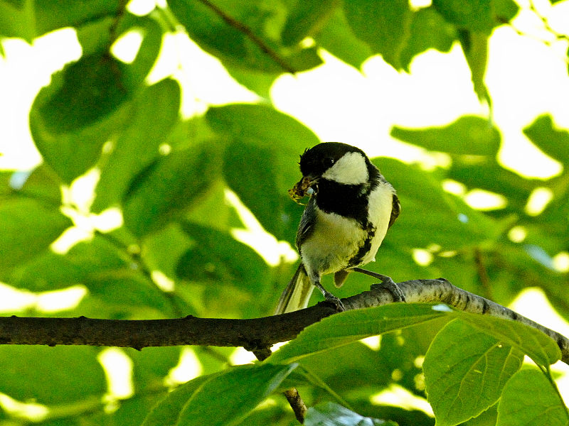 VWEJ iQ-1j@@w@s@2017/05/18@ Photo by Kohyuh