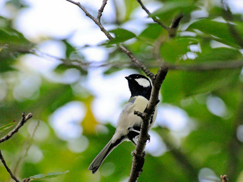 VWEJ iQ-1j@@w@s@2017/10/09@ Photo by Kohyuh