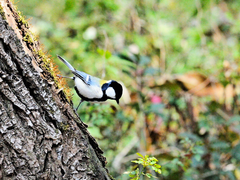 VWEJ iS-1j@@썶݁@s@2016/03/02@ Photo by Kohyuh