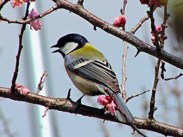 @ VWEJ@s@Rcr@ 2007/03/26@ Photo by Kohyuh