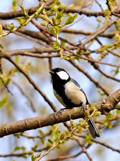 D VWEJ @@s@썶݁@2010/03/22@Photo by Kohyuh