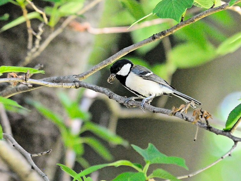 VWEJ iQ-2j@@w@s@2017/05/18@ Photo by Kohyuh