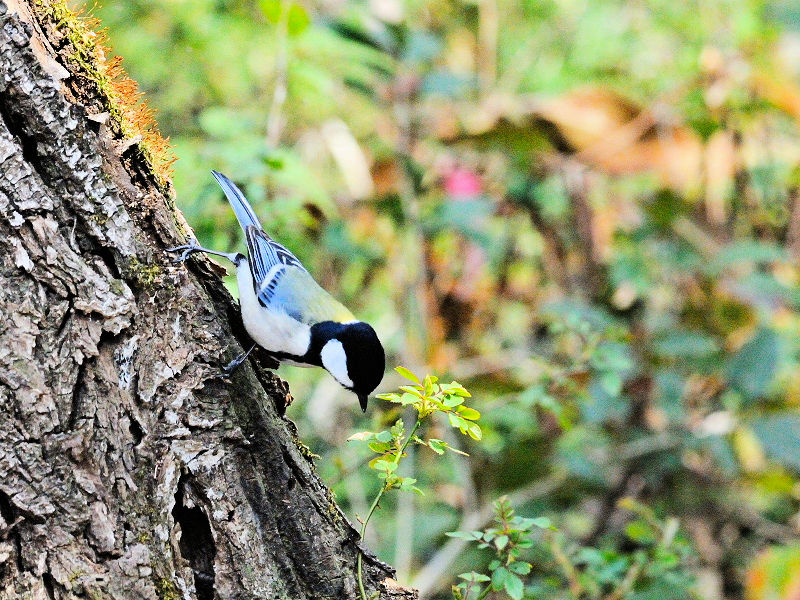 VWEJ iS-2j@@썶݁@s@2016/03/02@ Photo by Kohyuh