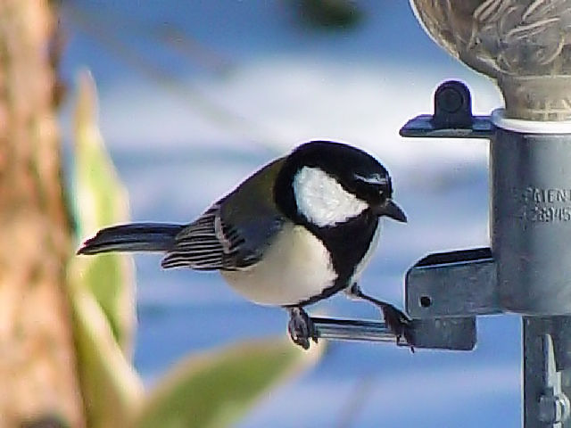 A VWEJ@@ߋEكTN`A@kC@2008/02/01@Photo by Kohyuh