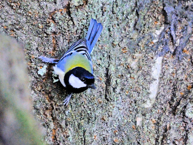 VWEJ iQ-2j@@w@s@2017/10/09@ Photo by Kohyuh