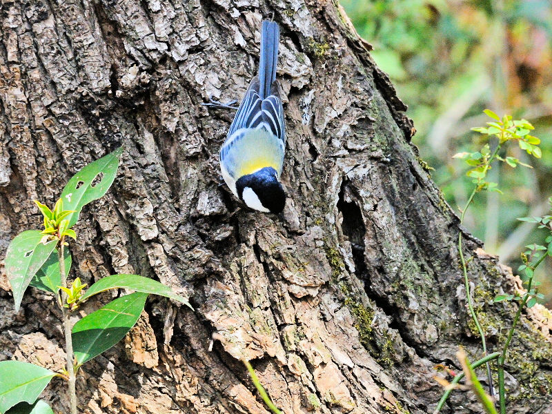 VWEJ iS-3j@@썶݁@s@2016/03/02@ Photo by Kohyuh