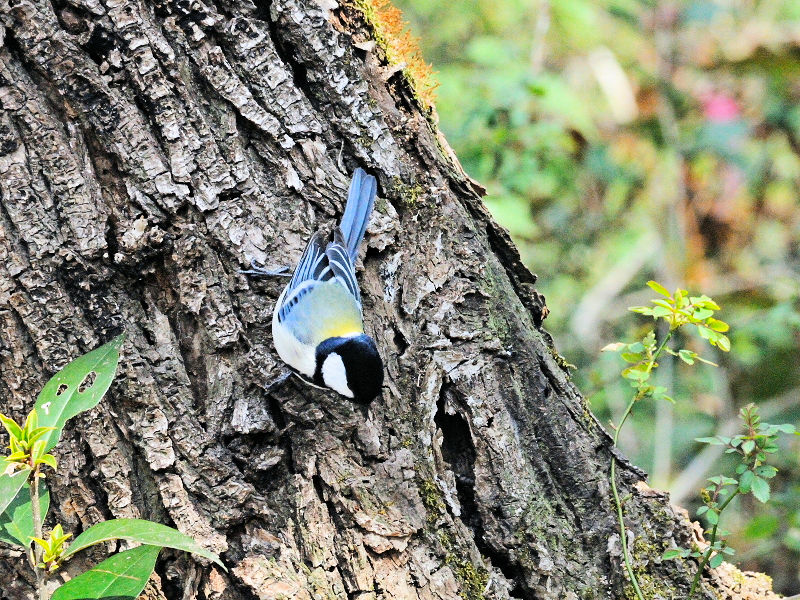 VWEJ iS-4j@@썶݁@s@2016/03/02@ Photo by Kohyuh