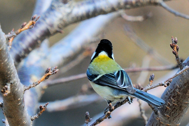 VWEJ iSԁj@J@s@2022/02/27@ Photo by Kohyuh